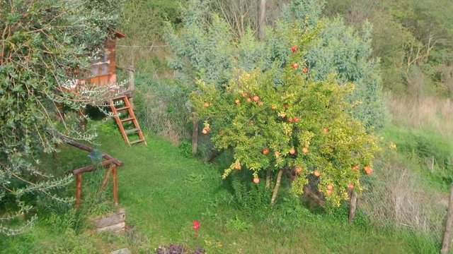 Ripe pomegranate fruits tree, in small garden.