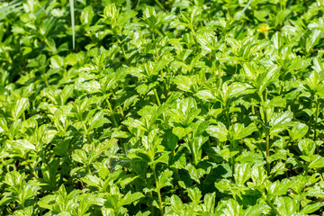 Green leaf texture or background