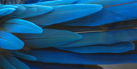 Colorful of macaw bird's feathers, exotic nature background and texture ,macaw feathers