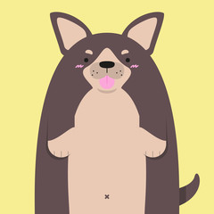 cute big fat Chihuahua dog on yellow background