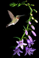Ruby-throated hummingbird feeding from beautiful tropical flower