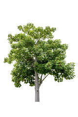 Tree isolated on white background