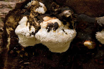 Tree Fungus