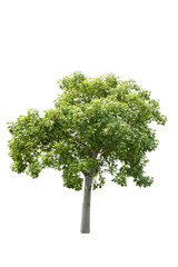 Fototapeta premium Tree isolated on white background