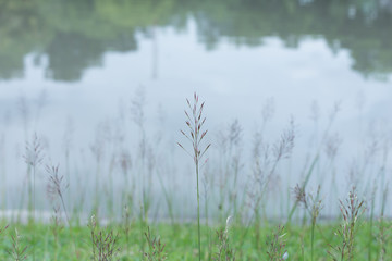 Grass flowers with water background