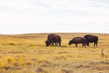 Buffalo Grazing on the Prairie

