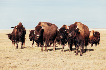 Herd of Buffalo on the Prairies

