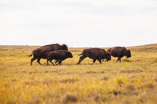 Buffalo Running on the Prairie