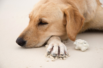 Dog  on the beach