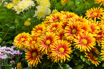 closeup of colorful chrysanthemum flowers in bloom