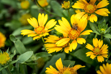 Yellow flower on green leaves