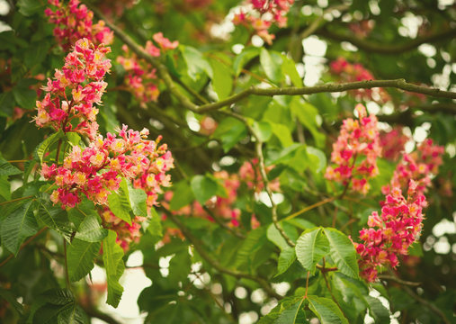 Spring blooming pink chestnut tree flowers, nature background