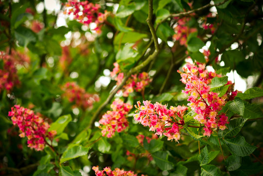Spring blooming pink chestnut tree flowers, nature background