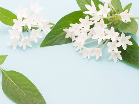 405 件の最適な ペンタスの花 画像 ストック写真 ベクター Adobe Stock 405 件の最適な ペンタスの花 画像 ストック写真 ベクター Adobe Stock