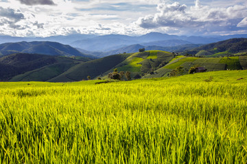 Green Terraced Rice Field in Pa Pong Pieng , Mae Chaem, Chiang Mai, Thailand