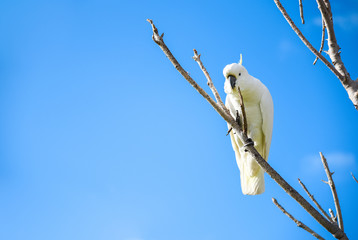 beautiful white cockatoo perched on branch