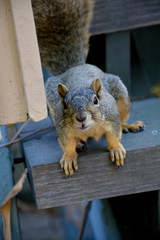 Squirrel On Stairs