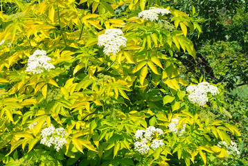 The Bush blossoms of elderberry (Sambúcus nígra)