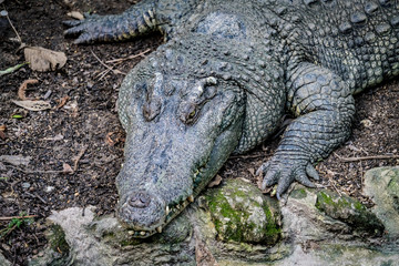 Closeup of crocodile