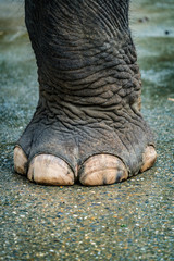 Elephant foot