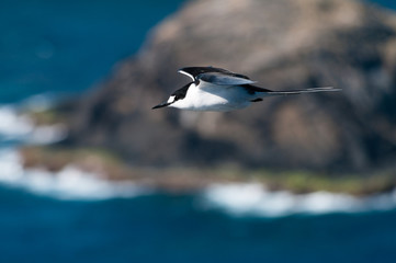 Side view of Sooty Tern (Sterna fuscata) flying past cliffs on Lord Howe Island