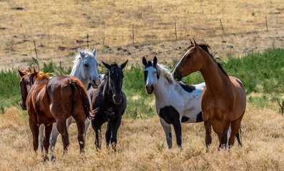 Fototapeta premium Horse play