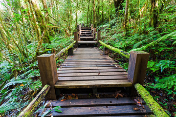 Obraz premium Beautiful rain forest at Angka nature trail in Doi Inthanon national park, Thailand,soft focus.