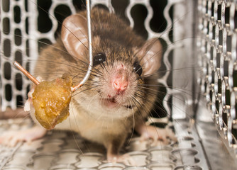 The rat in mousetrap, spring-trap.