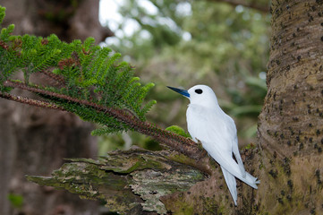 White Tern (Gygis alba) sitting on egg on bare Norfolk Island tree branch; Lord Howe Island, Australia. These birds do not build a nest.