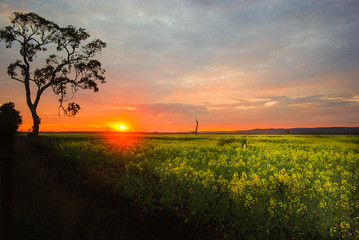 Sun setting over conola field in Rosedale Victoria