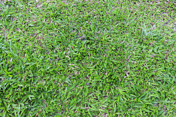 green grass background