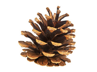 Christmas tree pine cones isolated on white background
