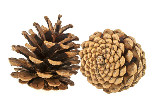 Beautiful pine cones isolated on a white background