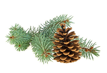 Blue spruce twig with cone isolated on a white background. Chris