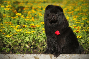 beautiful fluffy black dog breed Chow Chow sits in the summer on