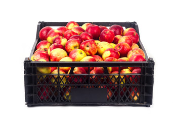 Crate with red apples on a white background