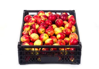 Crate with red apples on a white background