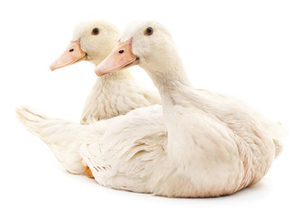 Two white ducks.