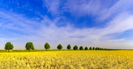 wiosenne pole,zielone zboże,zielone drzewka,błękitne niebo