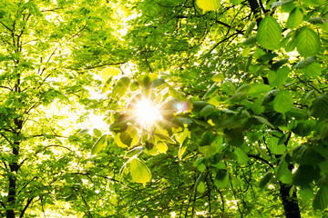 The sun's rays through the chestnut leaves