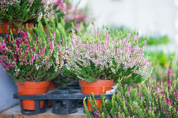 beautiful pink flower in pot
