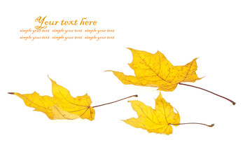 Autumn maple leaves isolated on white background