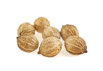 Coriander seeds isolated on white background, close up