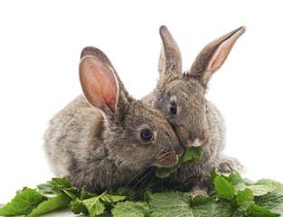 Young rabbits that eat greens.