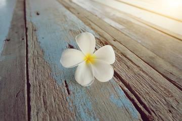 Fototapeta na wymiar White plumeria, Frangipani tropical flower on old wooden 