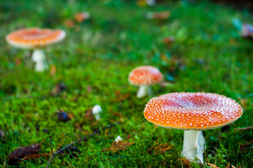 Close up detail of red and white spotted fly agaric mushroom toadstool fungus growing on grass in autumn after rain and damp 
