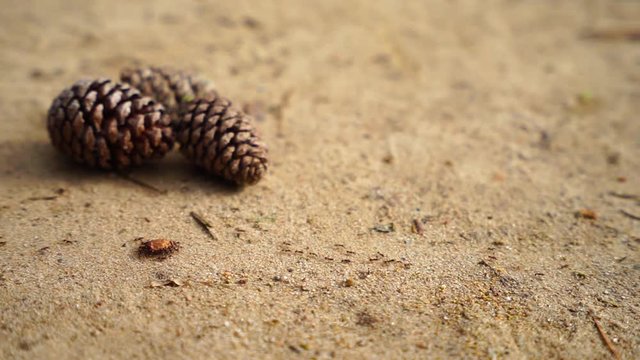 ant carrying food with pine cone background