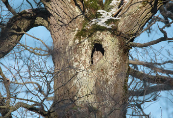 Tawny owl, Strix aluco.