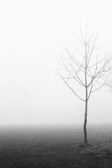 Black and white image of and outline of a single tree in a park in the fog and mist in winter