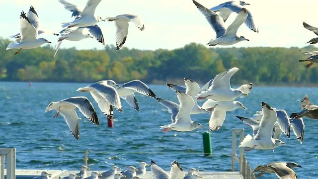 Flock of seagulls taking flight in extremely graceful slow motion.
